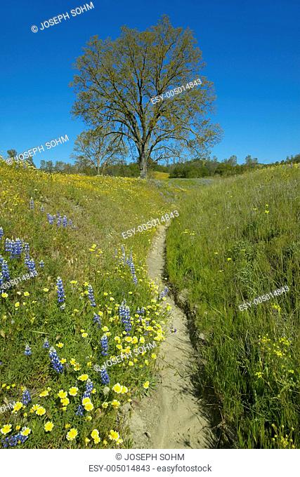 A path winding past a lone tree and colorful bouquet of spring flowers blossoming off Route 58 on Shell Creek road, West of Bakersfield in CA