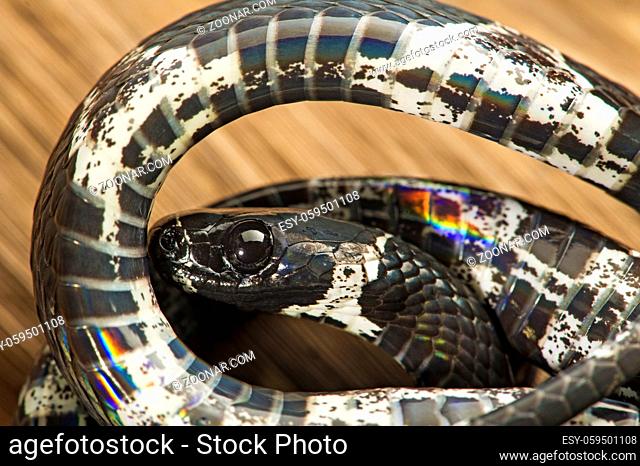 Neotropische Natter der Gattung Dipsas, (Colubridae), Amazon Regenwald, Copalinga, Provinz Zamora, Ecuador / Snail-Eater snake of genus Dipsas, (Colubrideae)