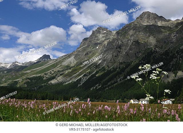 Swiss alps: The flora around the glacier-lake ""Silsersee"" in the upper Engadin
