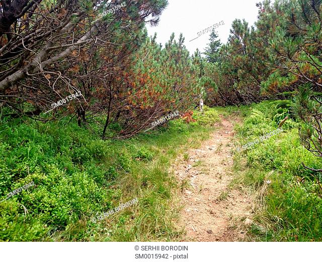 Juniper path in mountain Hiking through Karpathians mountain near Lugi village nature
