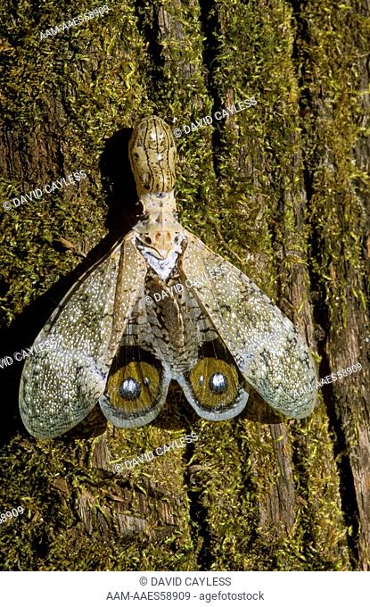 Lantern Fly aka Peanut-Head Bug (Fulgora laternaria), Eyespot, Chaa Creek, Belize