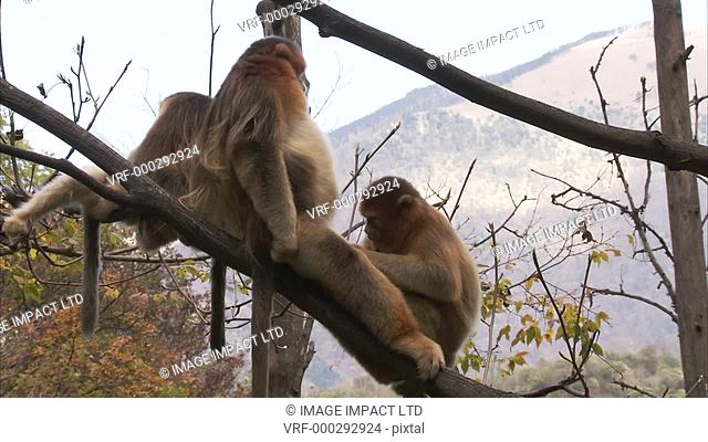 Golden monkeys, Qinling mountains, Shaanxi, China