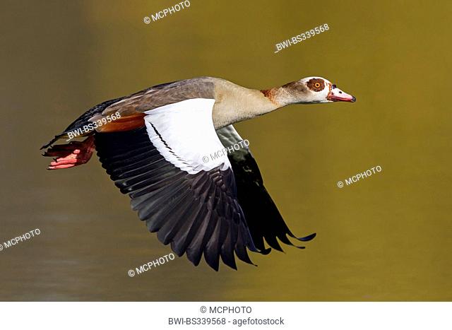 Egyptian goose (Alopochen aegyptiacus), in flight, Germany, Baden-Wuerttemberg