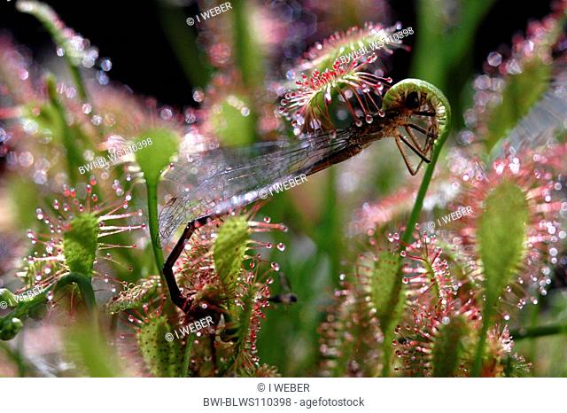 great sundew, English sundew Drosera anglica, glandular leaves with caught insect