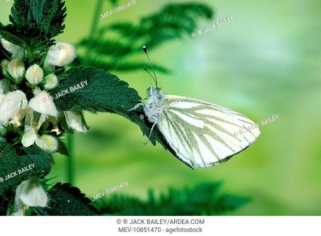 Green-veined White Butterfly - on white dead-nettle leaf (Pieris napi)