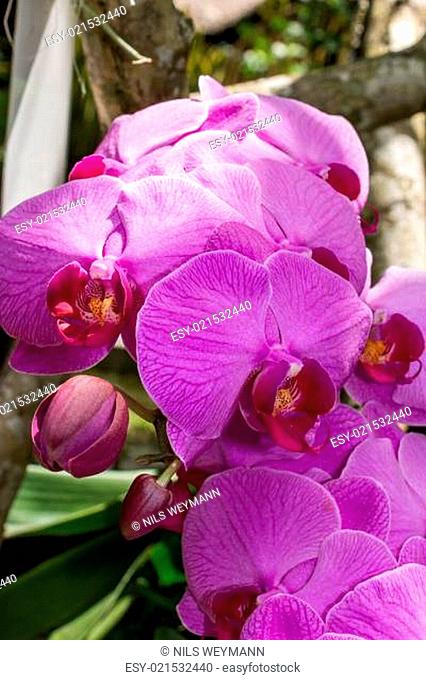 Lila farbene Orchidee phalaenopsis in voller Blüte