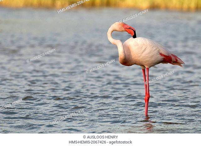 France, Camargue, Great Flamingo (Phoenicopterus roseus), toilet