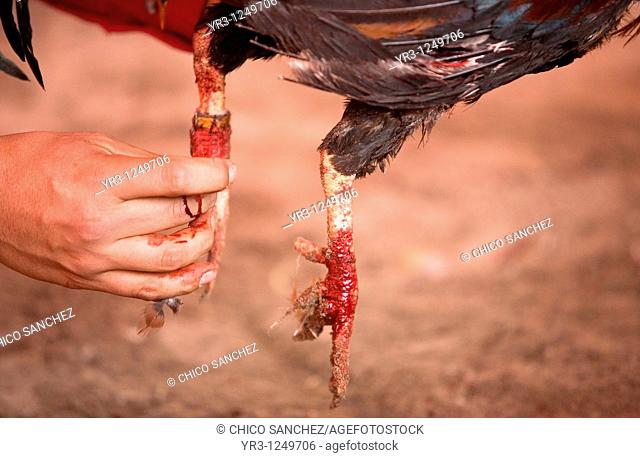 A rooster's owner adjust the blade on the bloody foot of his bird during a cockfight on the outskirts of Mexico City. Cockfighting originated in India, China