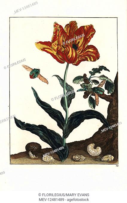 Rose beetle, Cetonia aurata, on a tulip. Handcoloured copperplate engraving drawn and etched by Jacob l'Admiral in Naauwkeurige Waarneemingen omtrent de...