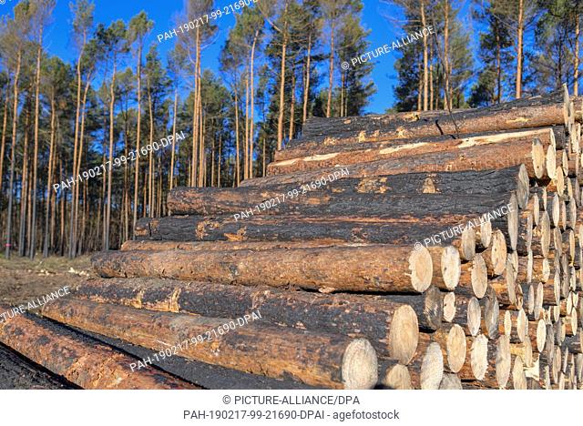 15 February 2019, Brandenburg, Treuenbrietzen: On a wooden polder lie felled pines of a burnt forest near the federal road 102