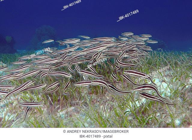 Striped Eel Catfish (Plotosus lineatus), Bohol Sea, Cebu, Philippines