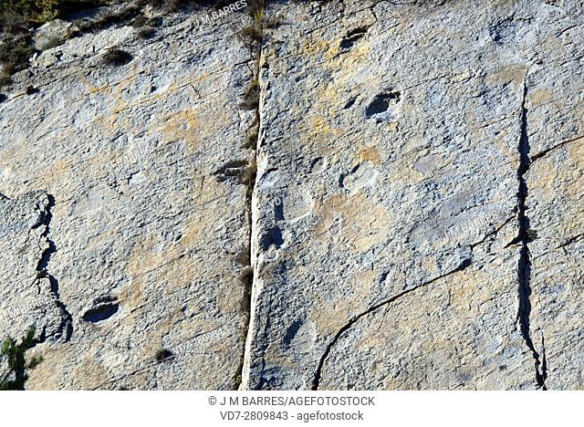 Ichnofossils or trace fossils of sauropods dinosaurs footprints (Titanosaurus). This photo was taken in Mina Esquirol, Figols, Barcelona, Catalonia, Spain