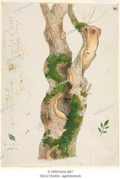 Study of a Tree Trunk. Creator: Georges Michel (French, 1763-1843)