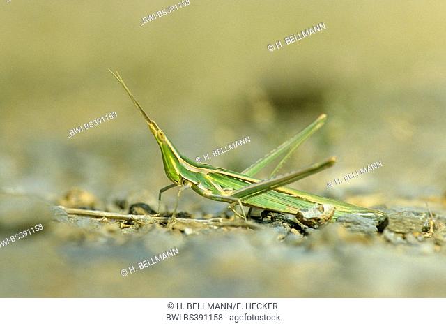 Snouted grasshopper, Long-headed grasshopper, Mediterranean Slant-faced Grasshopper (Acrida hungarica, Acrida ungarica), female, Seitenansicht