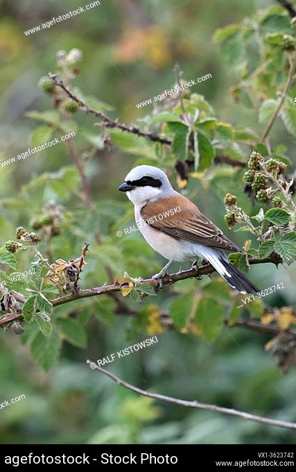 Red-backed Shrike ( Lanius collurio ), adult male, perched on a blackberry, bramble tendril, in typical surrounding of a thorny hedge, wildlife, Europe