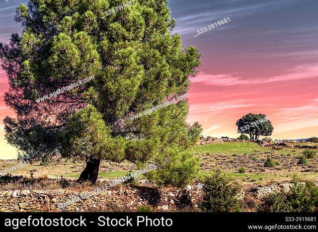 One pine and one holm oak on Merina hill. Cebreros. Avila. Spain. Europe