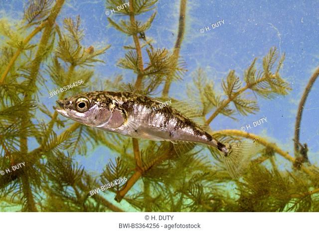 three-spined stickleback (Gasterosteus aculeatus), full-length portrait, Germany