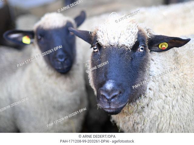 German Blackheaded Mutton sheep in a barn belonging to Bernd Keller, in Michelstadt-Rehbach, Germany, 7Â December 2017. Following the discovery of several dead...