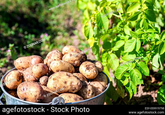 A bucket of potatoes new harvesting in the garden closeup