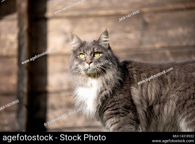 gray longhair cat outdoors in sunlight with wooden wall of shed in the background
