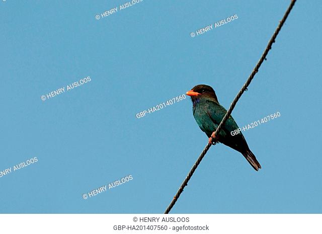 Dollarbird (Eurystomus orientalis) - Sunrise - Thailand, Asia - February 2013