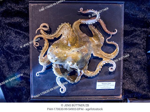 The replica of a common octopus can be seen at the special exhibition 'Glaeserne Geschoepfe des Meeres' (lit. 'Glass Creatures of the Sea') at the zoo in...