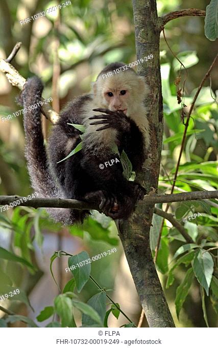 White-throated Capuchin Cebus capucinus adult in tree, grooming paw, Roatan, Honduras