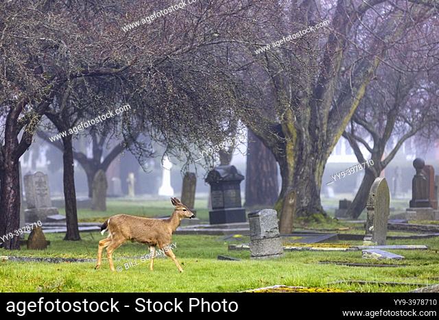 Black-tailed Deer (Odocoileus hemionus) in Ross Bay Cemetery - Victoria, Vancouver Island, British Columbia, Canada