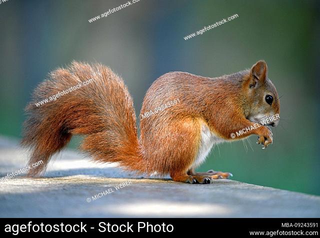 European Squirrel (Sciurus vulgaris), eats hazelnut (Corylus avellana), Stuttgart, Baden-Wurttemberg, Germany