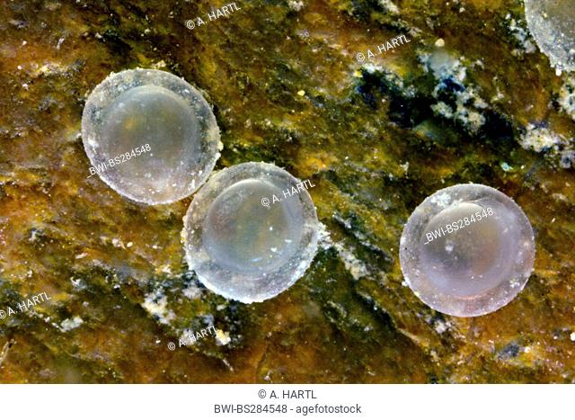 Italian bleak (Alburnus albidus), eggs with beginning embryonic development, Germany, Bavaria, Lake Chiemsee