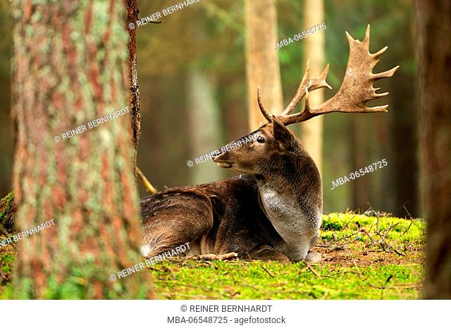 Fallow buck in the autumnal forest, Dama dama
