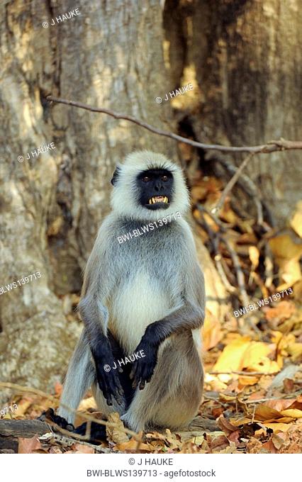 Hanuman langur, Hanuman monkey, Common Langur Presbytis entellus, threatening gesture, India, Kanha National Park