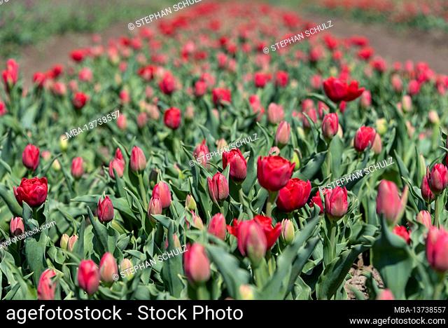 Red tulips in a tulip field