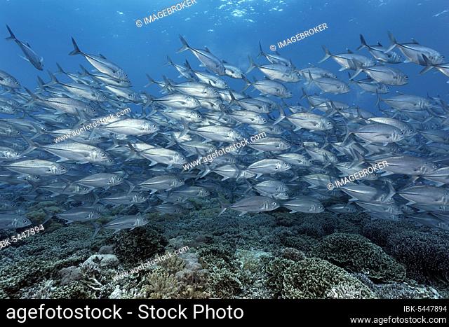 Swarm Bigeye trevallies (Caranx Sexfasciatus) swims over coral reef, Pacific Ocean, Sulu Lake, Tubbataha Reef National Marine Park, Palawan Province
