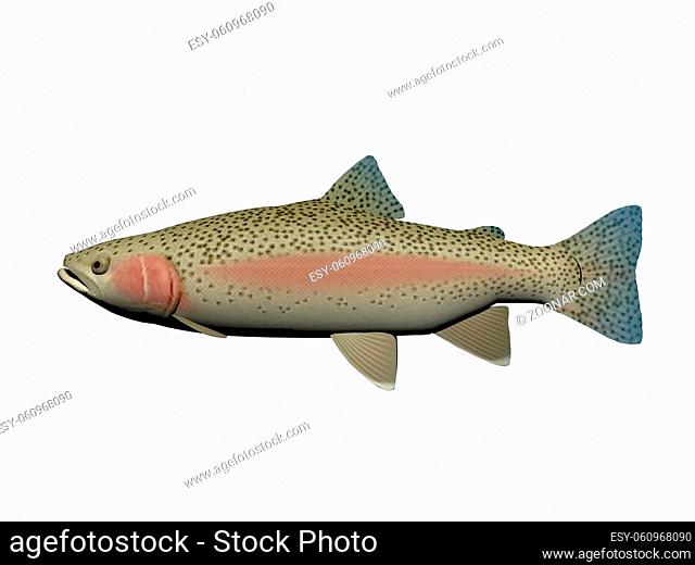 steelhead fish pink and blue it isolated in white background