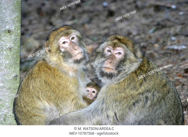 Barbary macaque / ape or rock apes - adults protecting young. (Macaca sylvanus)