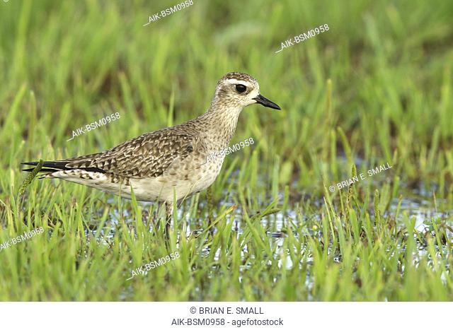 Adult American Golden Plover (Pluvialis dominica) in nonbreeding plumage standing in wetland area at Galveston County, Texas, United States
