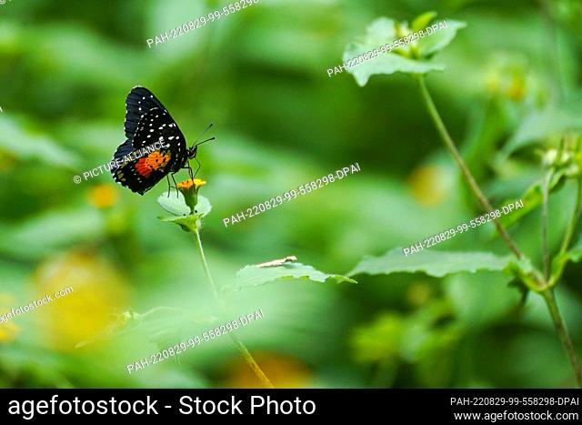 29 August 2022, El Salvador, San Salvador: A butterfly of the species Chlosyne janais with black forewing upper sides and many white spots sits on a flower