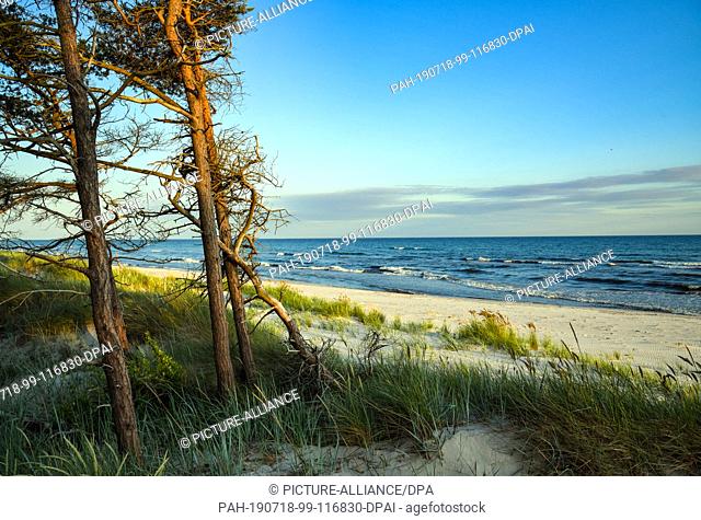 27 June 2019, Denmark, Dueodde: The coastal forest with the dunes at the southeast tip of the Danish Baltic Sea island. The beach in Dueodde is one of the most...