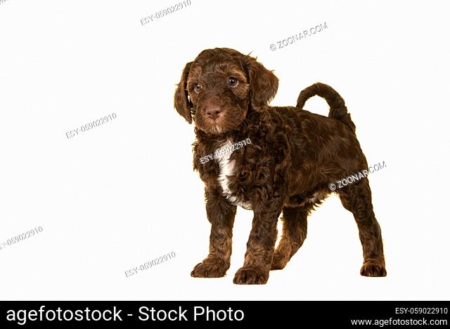 Cute brown labradoodle puppy standing isolated on a white background looking at the camera, with space for copy