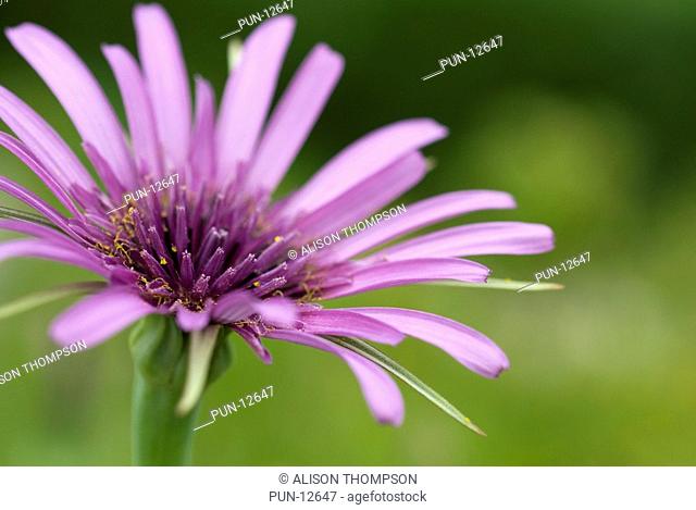 Flower of the purple salsify Tragopogon porrifolius on an allotment in South Yorkshire, England
