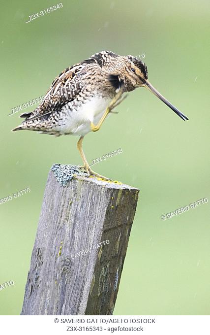 Common Snipe (Gallinago gallinago faeroeensis), adult scartching itself on a post