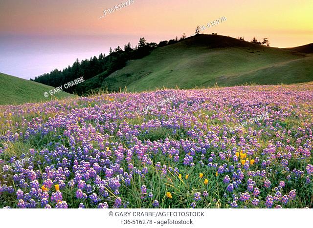 Field of purple wildflowers in green grass field on hillside at sunset, Bolinas Ridge, Mount Tamalpais, Marin County, California