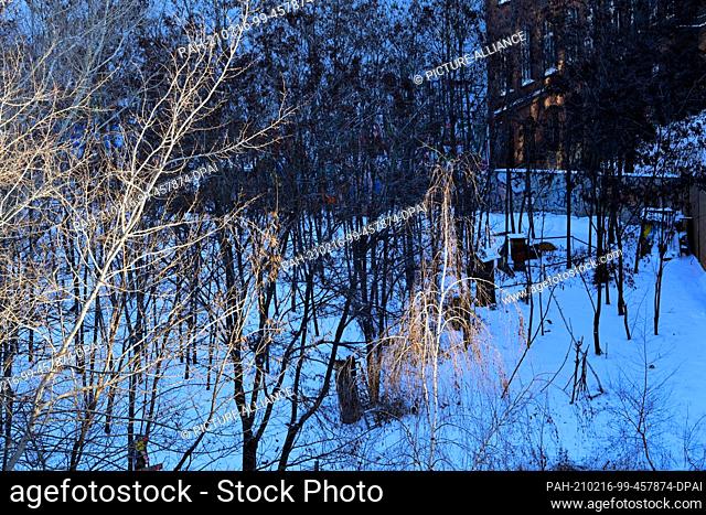 10 February 2021, Berlin: Birch branches in a snow-covered park are illuminated by sunlight. Photo: Jens Kalaene/dpa-Zentralbild/ZB