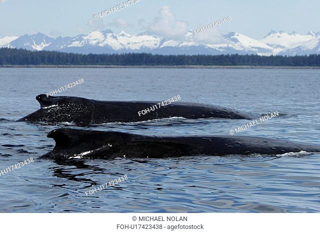Two Humpback Whales Megaptera novaeangliae surfacing in Southeast Alaska, USA. Pacific Ocean