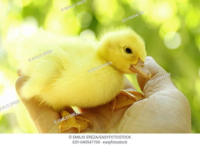 Duckling on hand