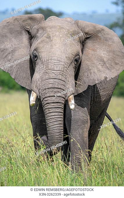 A frontal view of an African bush elephant (Loxodonta africana), aka African savanna elephant in Maasai Mara National Reserve , Kenya