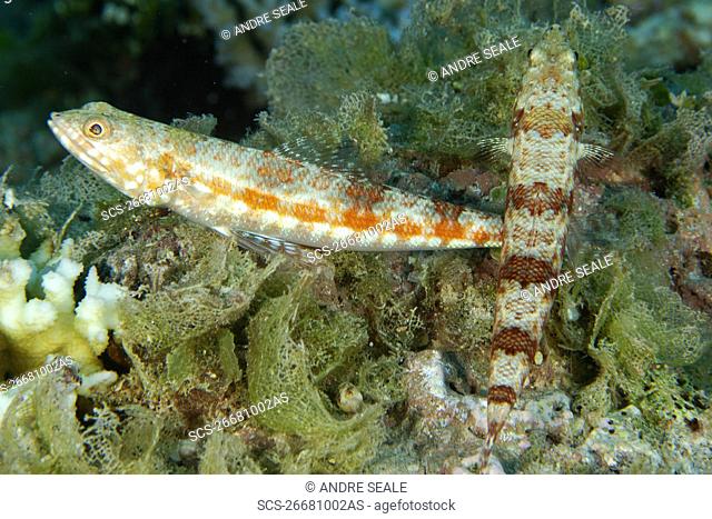 Pair of reef lizardfish, Synodus variegatus, Namu atoll, Marshall Islands N Pacific