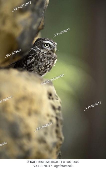 Little Owl / Minervas Owl ( Athene noctua ), perched in a wall of rocks, sunbathing in natural habitat, half hidden, Europe..