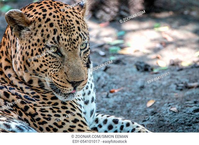 Close up of a male Leopard in the Sabi Sand Game Reserve, South Africa